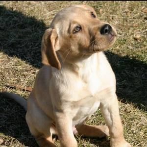 Meet your Posher, Dawn